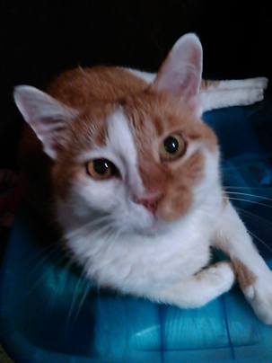 13781832_10154297541464299_5536658593179851469_n