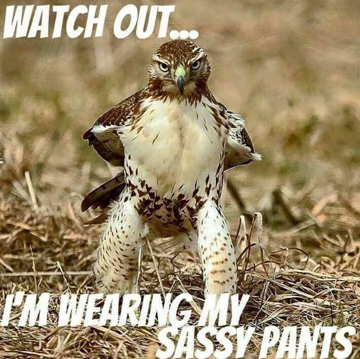 31252896_1677821845628904_293000663183392768_n