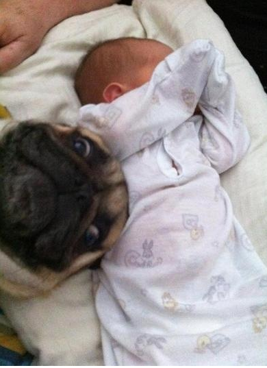 pug love