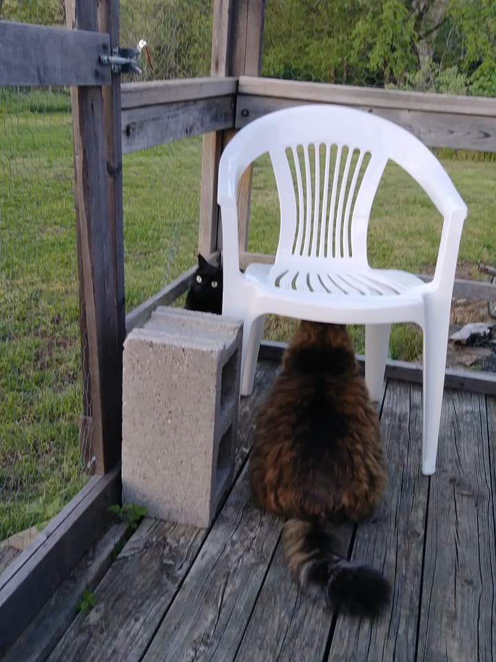 32267080_10156381533979299_8158816396281643008_n