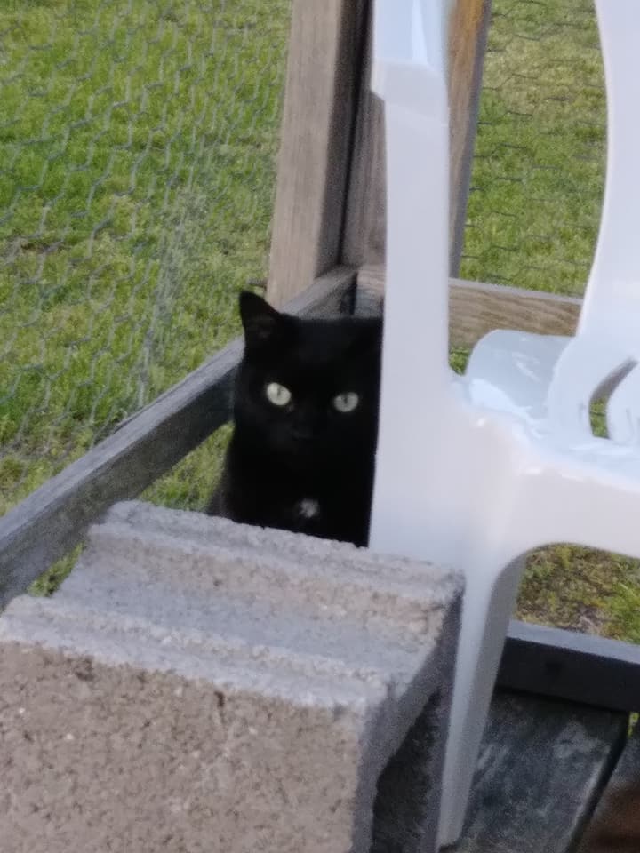 32294251_10156381534054299_5362556420434690048_n