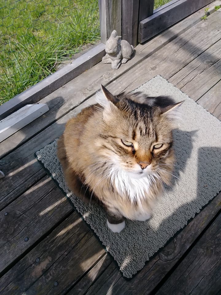 32337121_10156381534189299_2316836033842380800_n