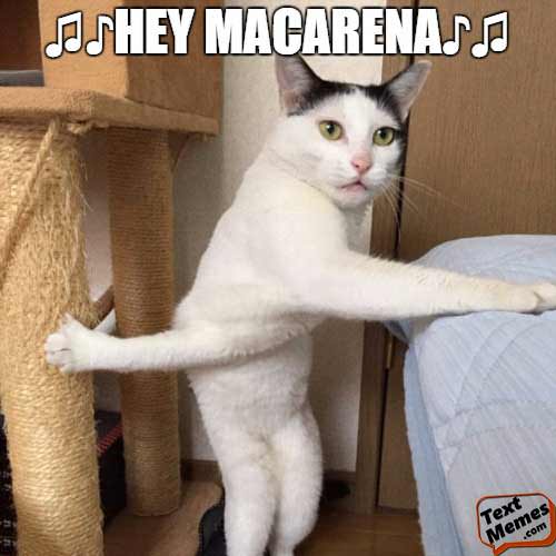 39851682_463815494113893_4952685543893762048_n