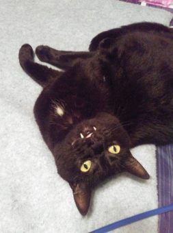 18424217_10155286522349299_6138892853526115130_n