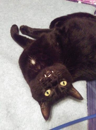 18424217_10155286522349299_6138892853526115130_n