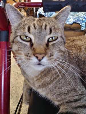 41366318_10156662735094299_1104331912521973760_n