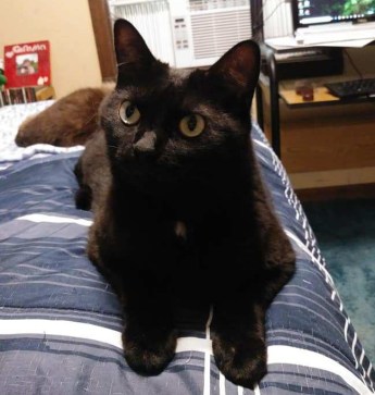 41466041_10156662735239299_823616938864279552_n