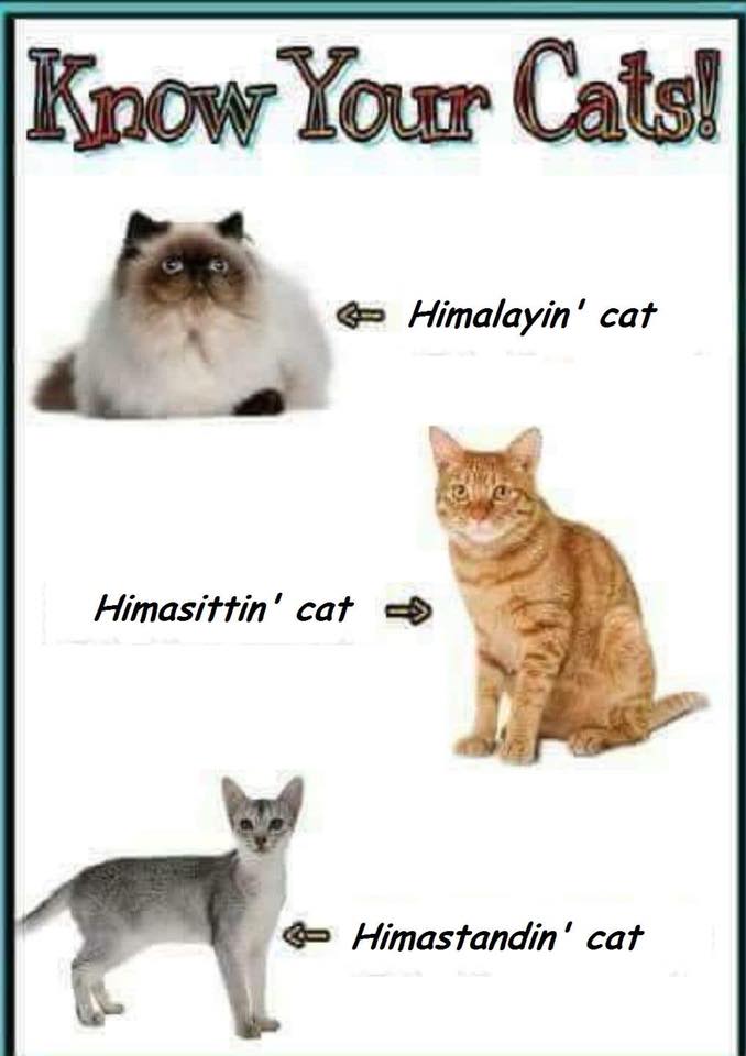 42435615_10218495775492604_6298553875838271488_n