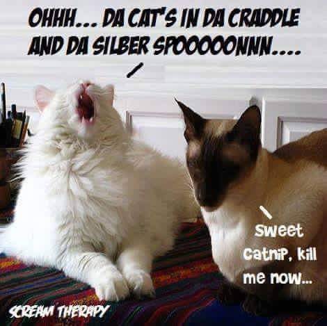 57313536_2404404502927846_951517173698789376_n