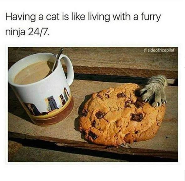 57395812_1076331115884940_477632962116976640_n