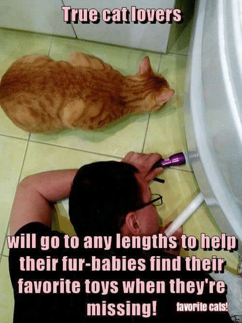 59527215_2221494654602455_969763908464148480_n