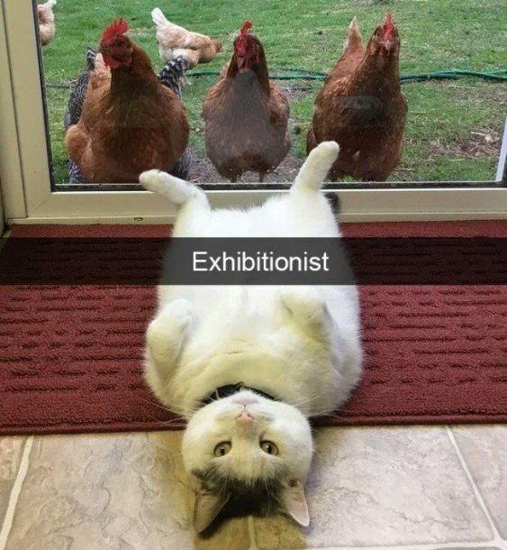funny-cat-exhibitionist-chickens