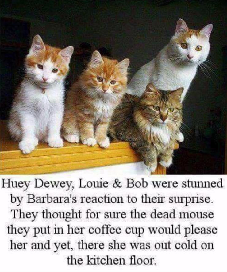 64332730_2770659549616203_3508486800450519040_n