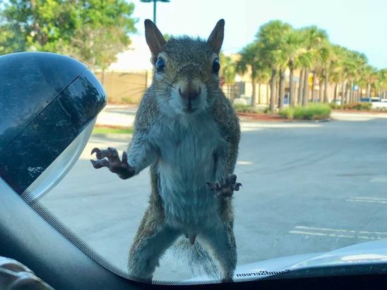 The carjacking squirrel. Port St. Lucie Police Department shared this photo of a critter who hopped onto a patrol car Monday morning. Squirrel fled the scene.