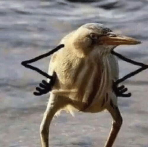 funny-bird-birb-meme-giggles-53559748