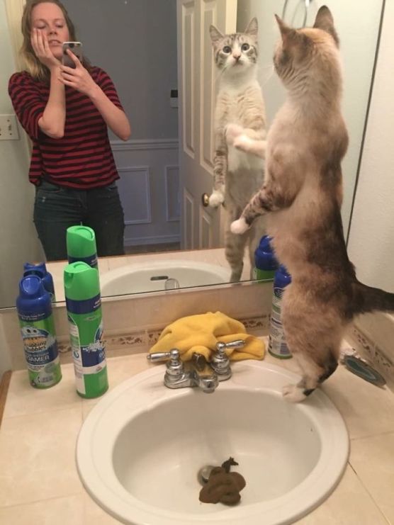 5abce605de871_6ZJZDgS__700