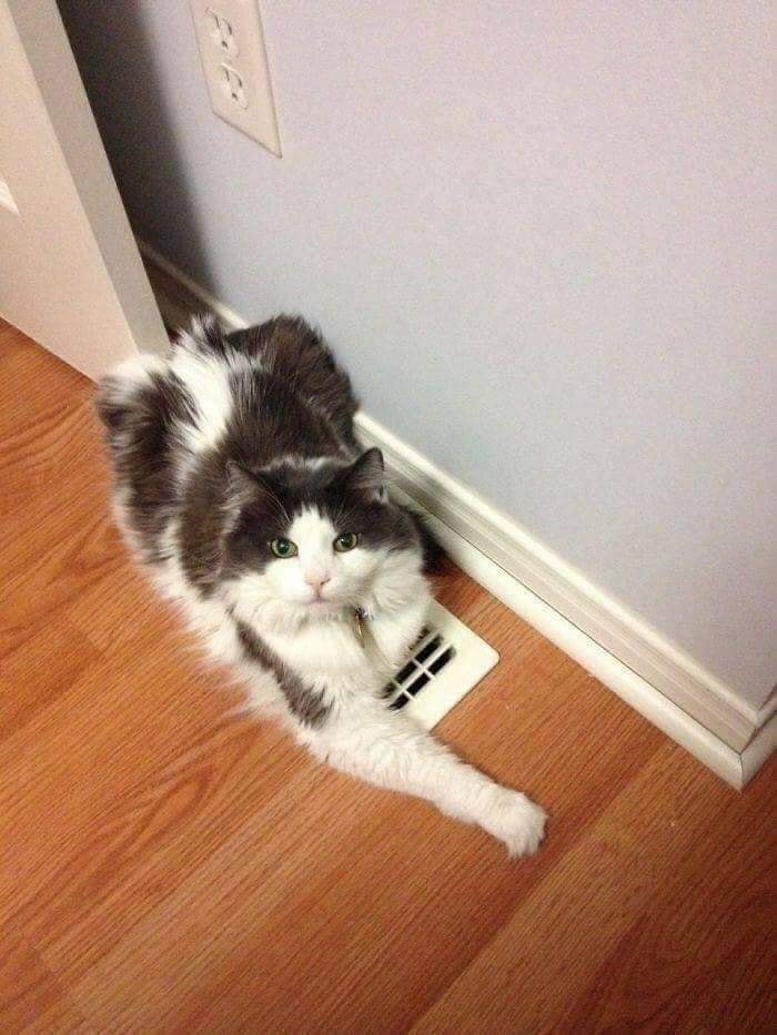 84291688_162082118544853_3493546825430859776_n