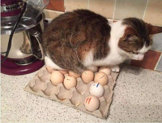 84587988_162082271878171_3603186719043616768_n