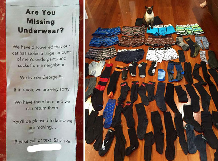 funny-cats-being-jerks-101-5ab8d5189b00b__700