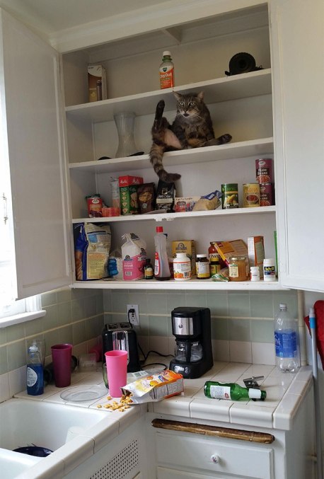 funny-cats-being-jerks-114-5abdcf79b72a9__700