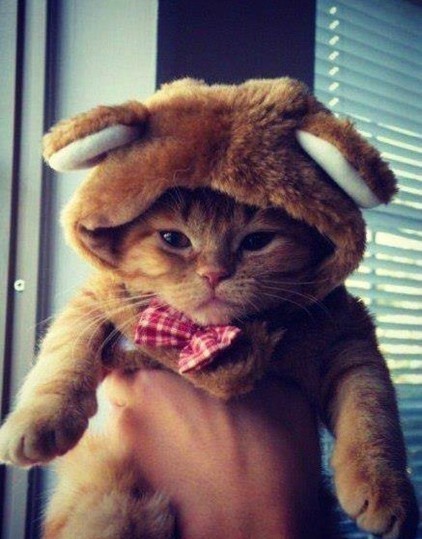 tumblr_mtumwqShsy1sedjuto1_500