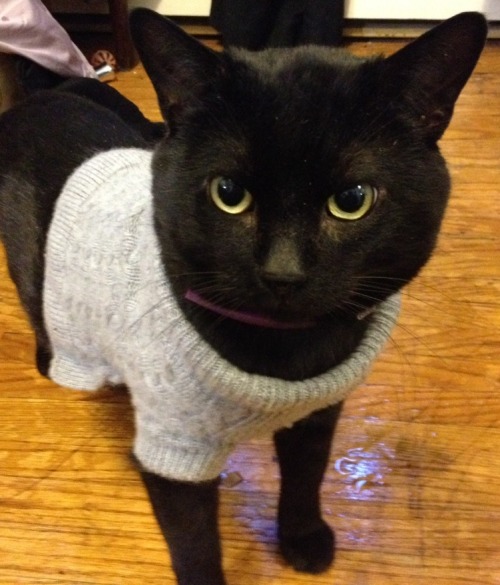 tumblr_n1f902Von91su9571o3_500