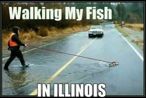 walking-my-fish-inillinois-funny-flood-memes-www-picturesso-com-50073323