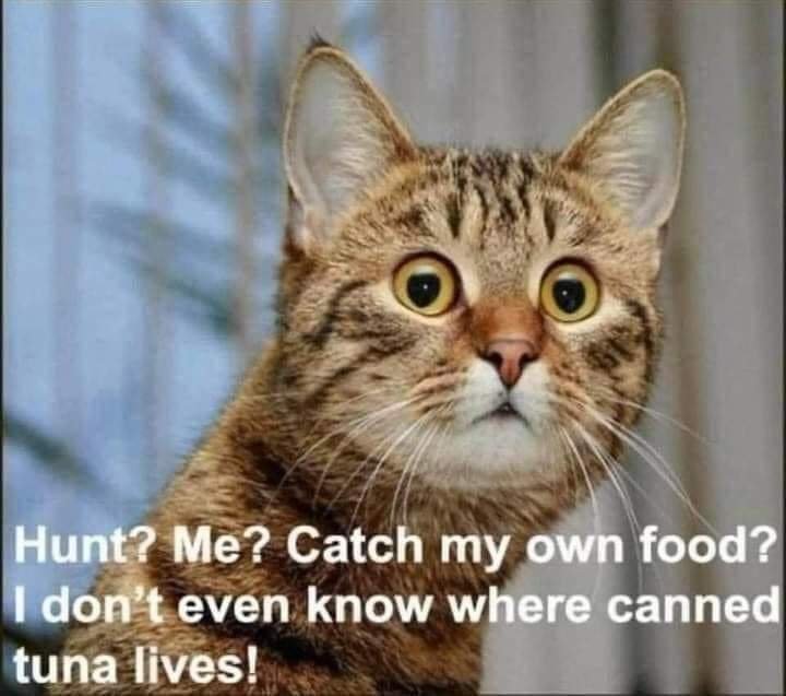 fb_img_16748359788268329615399403420123