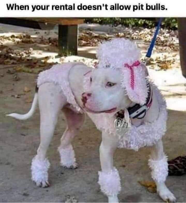 343233611_927138191961206_8578151070049570338_n