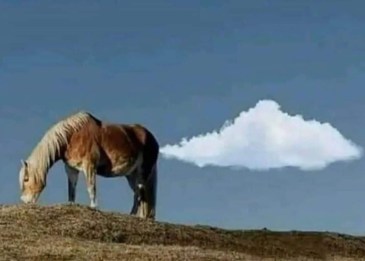 fb_img_16850753320392753189745716568707